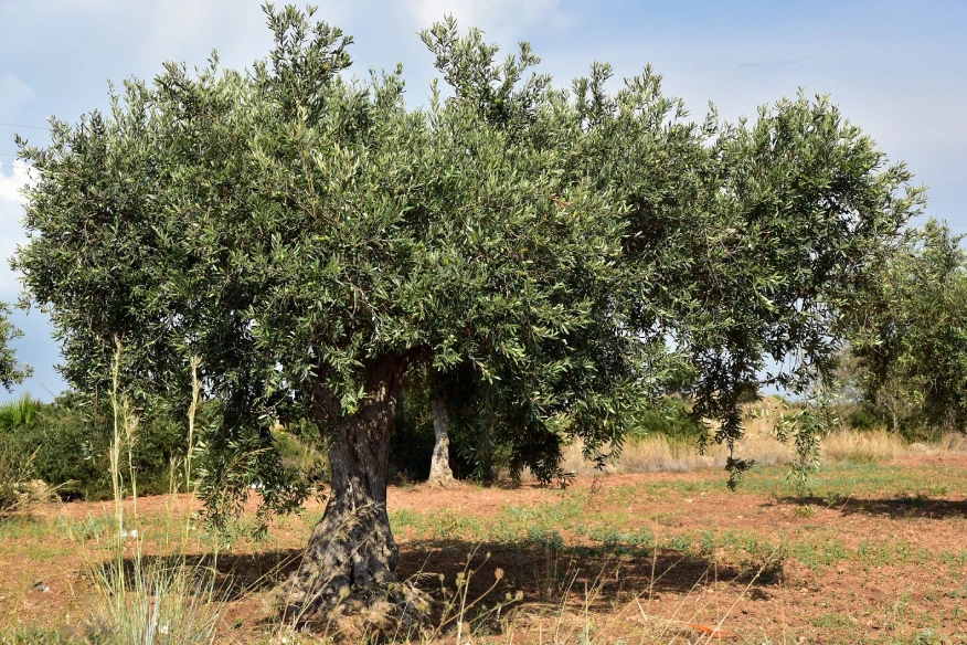 Αγροτικές Καλλιέργειες