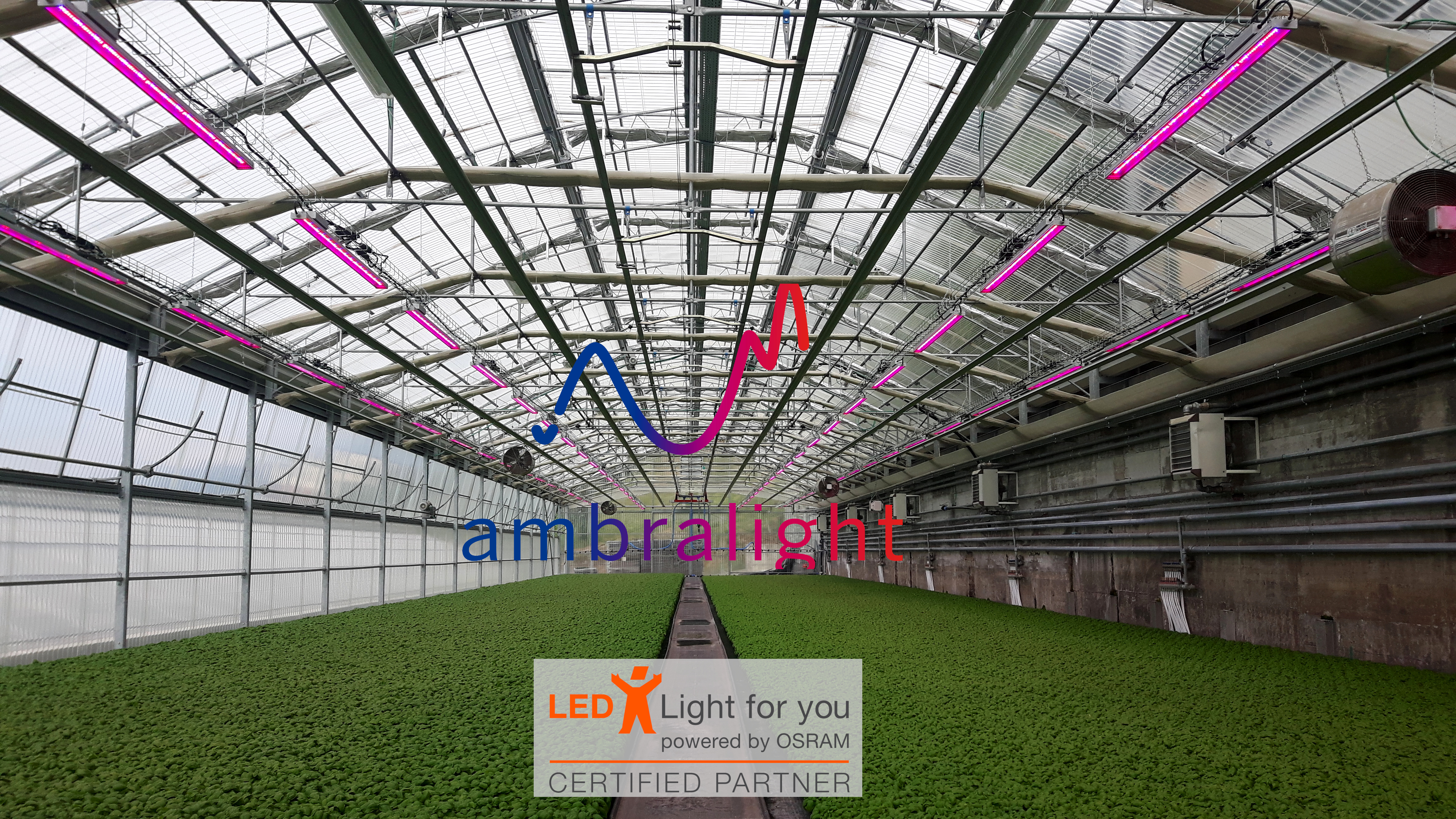 Ambralight logo