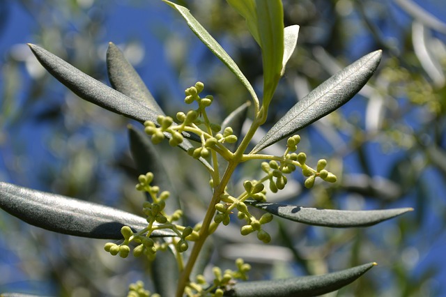 | olive tree flowers g60b36bb70 640 1647335781