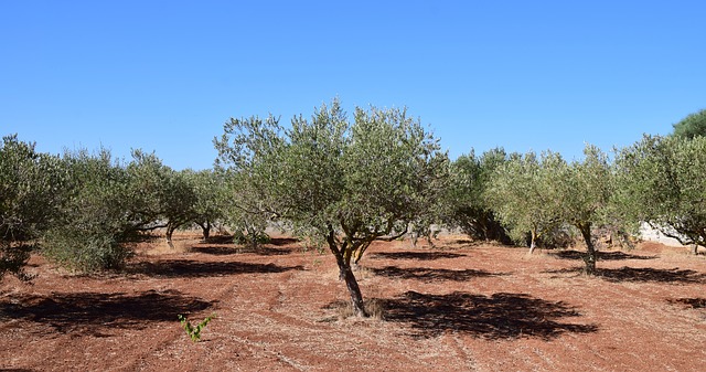 | olive trees g911f370f4 640 1647335714