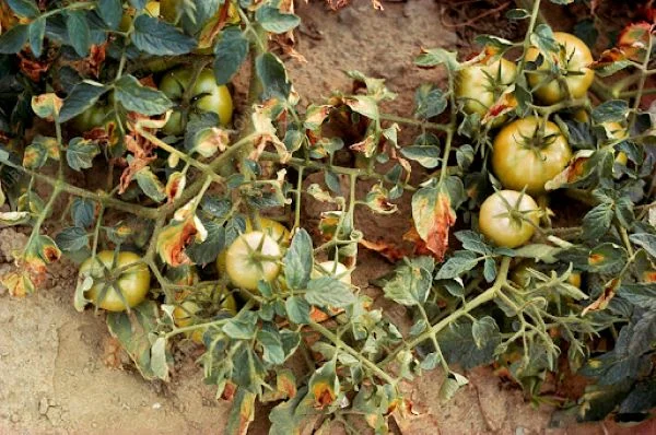 Φυτά ντομάτας που έχουν προσβληθεί από βερτισίλλιο