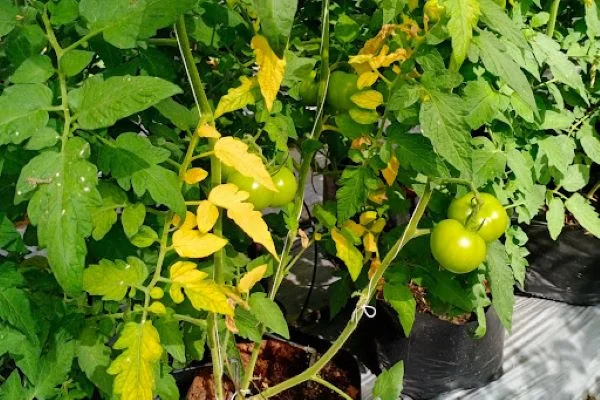  Εμφάνιση συμπτωμάτων προσβολής από βερτισίλλιο σε φυτά ντομάτας