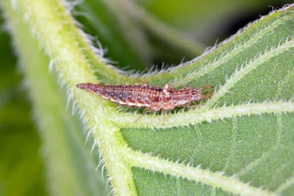 Προνύμφη του ωφέλιμου εντόμου Chrysoperla carnea