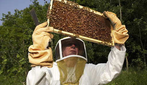 Επιθεώρηση πλαισίου κυψέλης από τον μελισσοκόμο