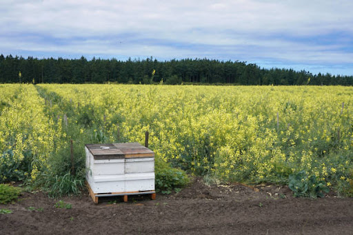 Τοποθέτηση μελισσιών κοντά σε μελισσοκομικά φυτά