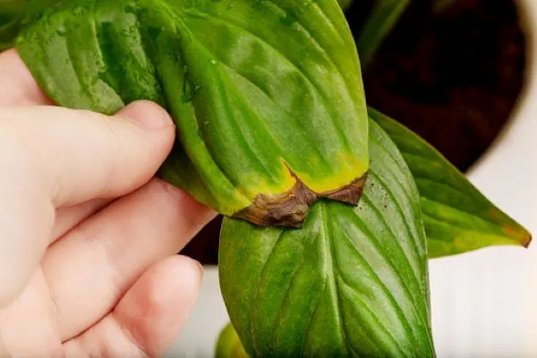 Καφέ-κίτρινες κηλίδες στα φύλλα του φυτού
