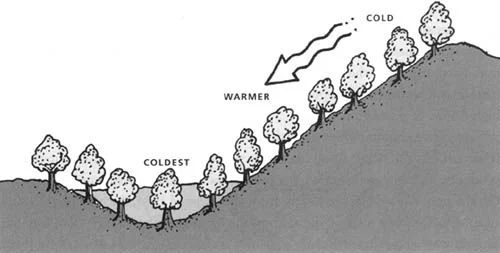 Ο κρύος αέρας εγκλωβίζεται στα χαμηλότερα σημεία όπου είναι πιο συχνές οι ζημιές από παγετό.