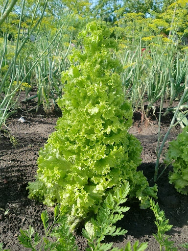 ξεβλάστωμα μαρουλιού τύπου 'Lollo bionda'