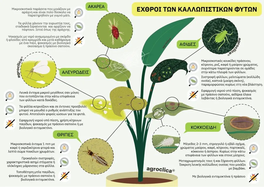 παράσιτα των φυτών εσωτερικού χώρου