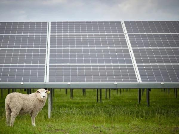 Πρόβατα για τη διαχείριση των ζιζανίων στα φωτοβολταϊκά πάρκα