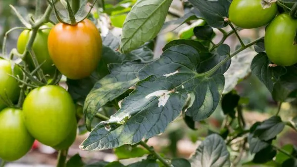 Προσβολή τούτα στα φύλλα της τομάτας