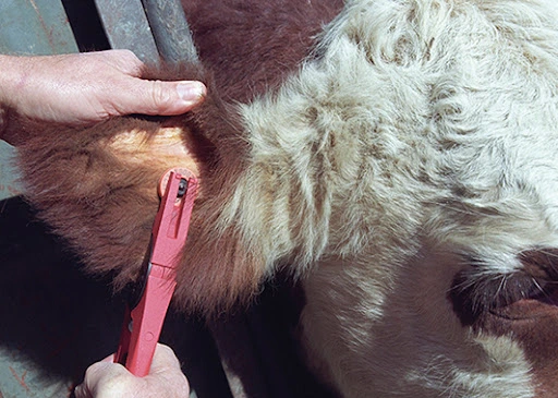 Τοποθέτηση ταυτότητας RFID σε αυτί αγελάδας