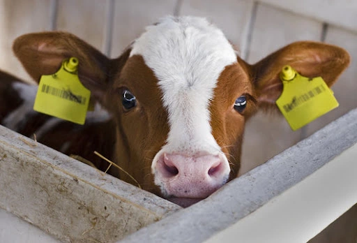 Ταυτότητες RFID σε αυτιά αγελάδας
