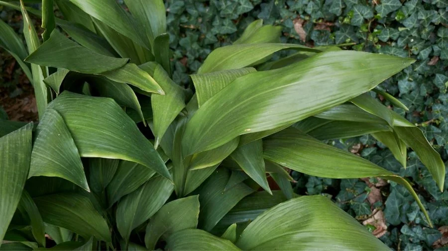 Ασπιδίστρα (Aspidistra elatior)