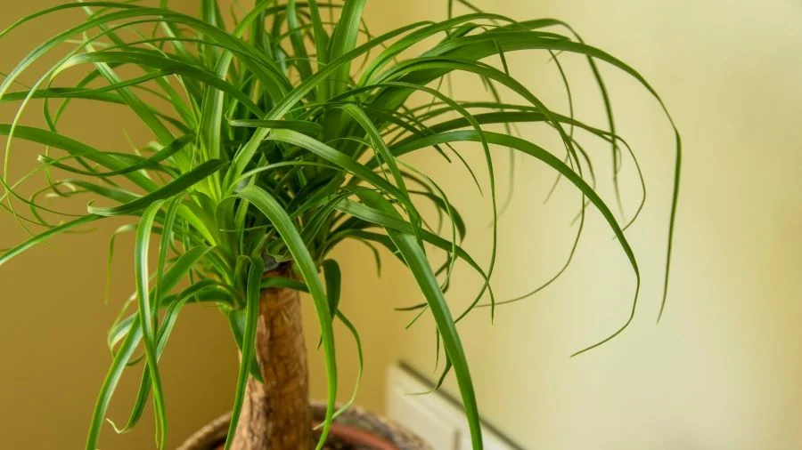 Μπουκαρνέα (Beaucarnea recurvata)