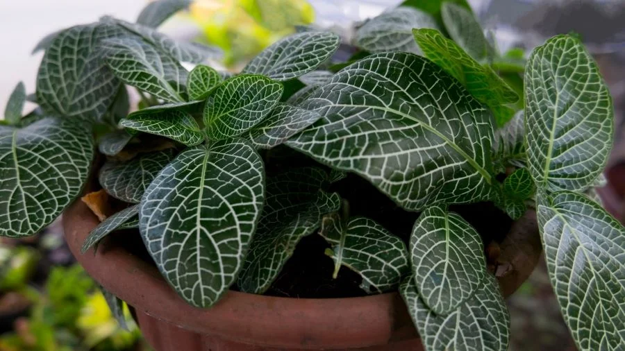 Καλαθέα ή Μαράντα (Calathea makoyana)