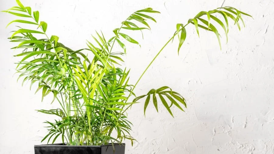 Χαμαιδωρέα (Chamaedorea elegans)