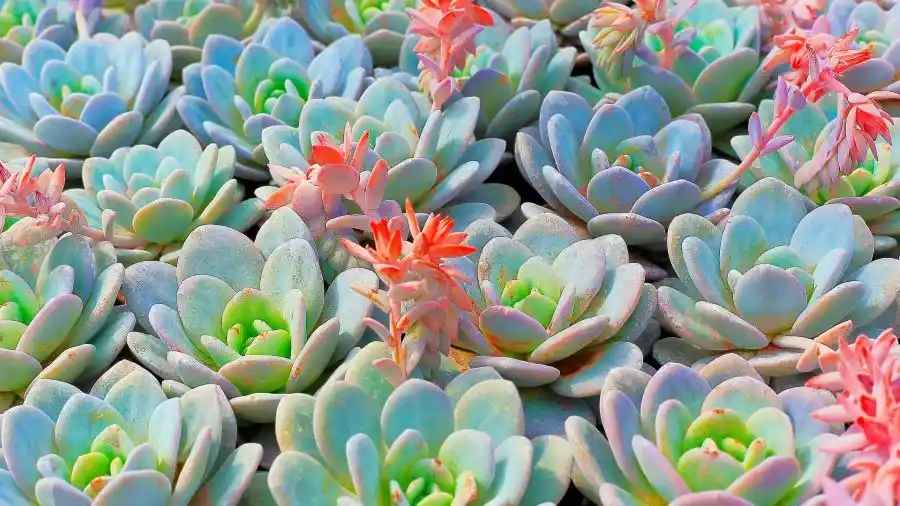 Εχεβέρια (Echeveria glauca)