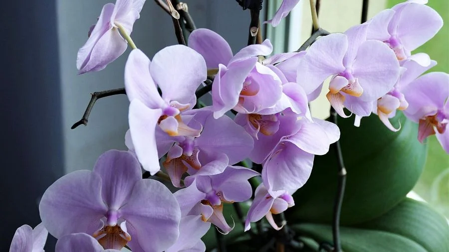 Ορχιδέες (Orchids)