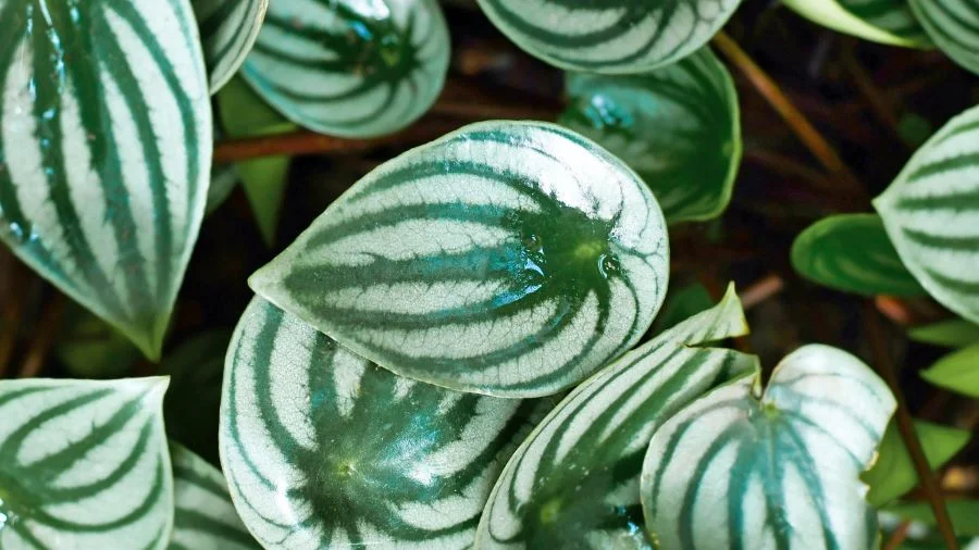 Πεπερόμια η αργυρή (Peperomia argyreia)
