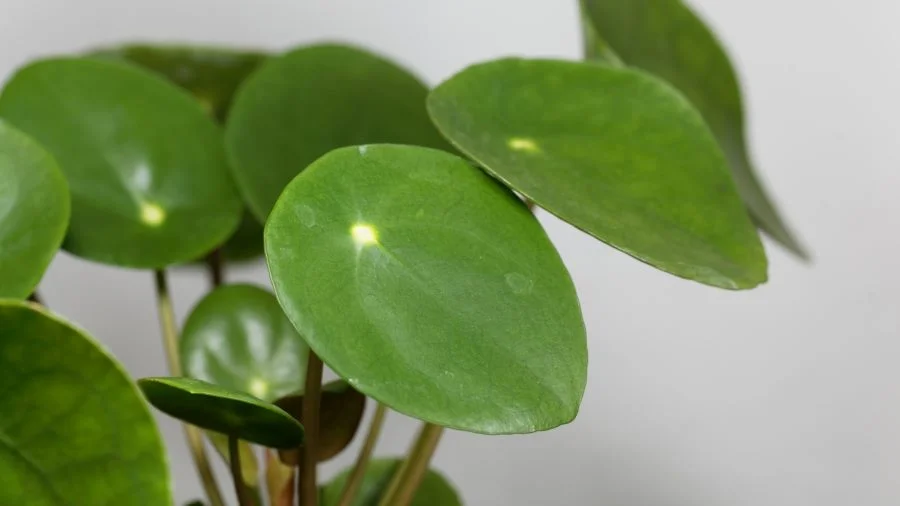 Πιλέα πεπερομιοδές (Pilea peperomioides)