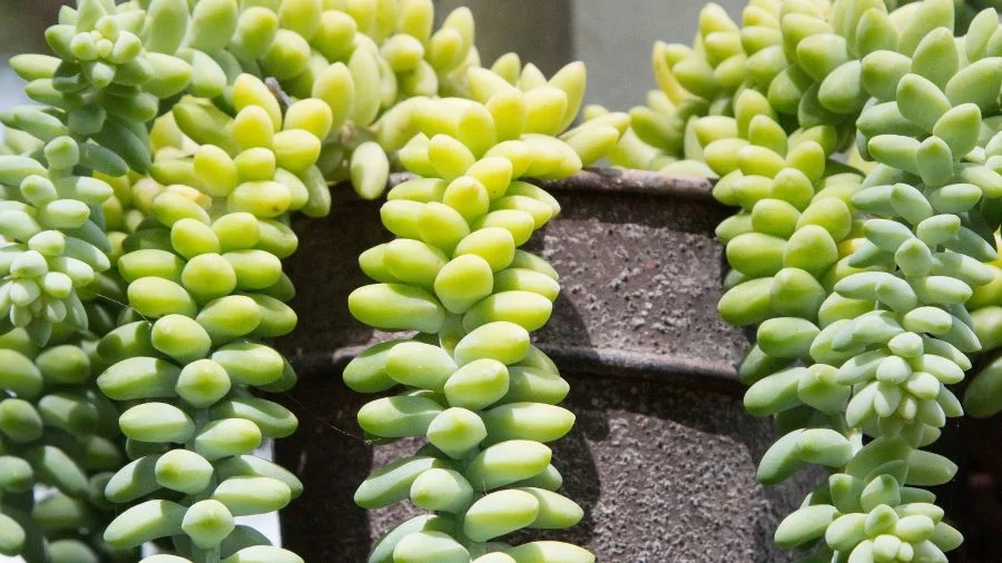 Σέντουμ (Sedum morganianium) ή Ουρά Γαϊδάρου (Burro's Tail)