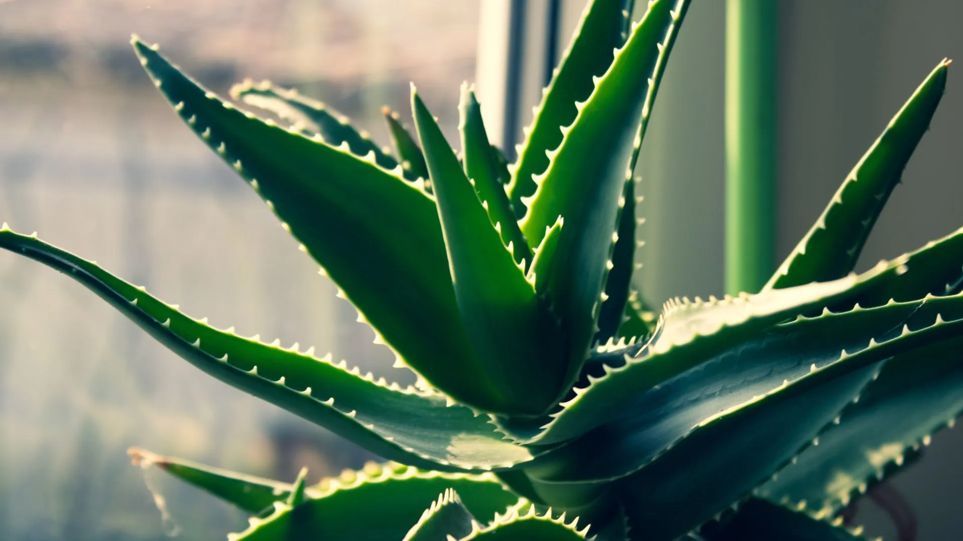 Αλόη (Aloe vera)
