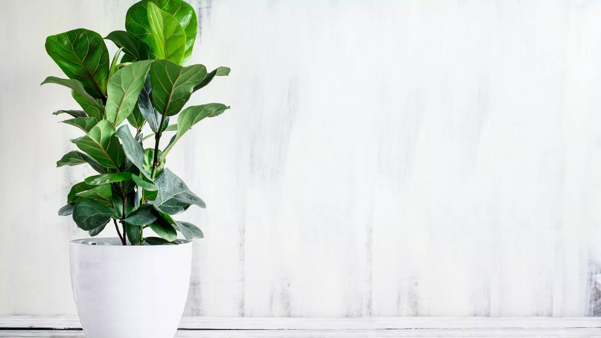 Φίκος (Ficus lyrata)
