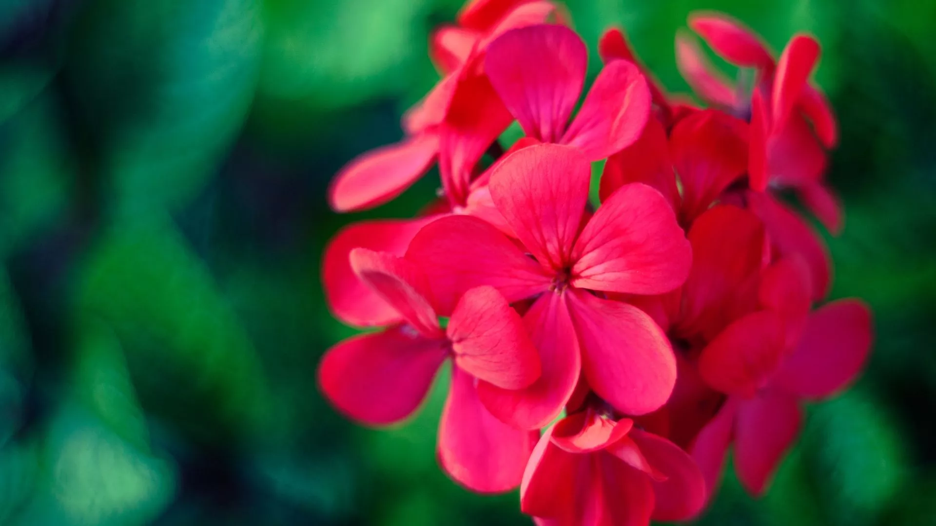Γεράνι (Geranium)