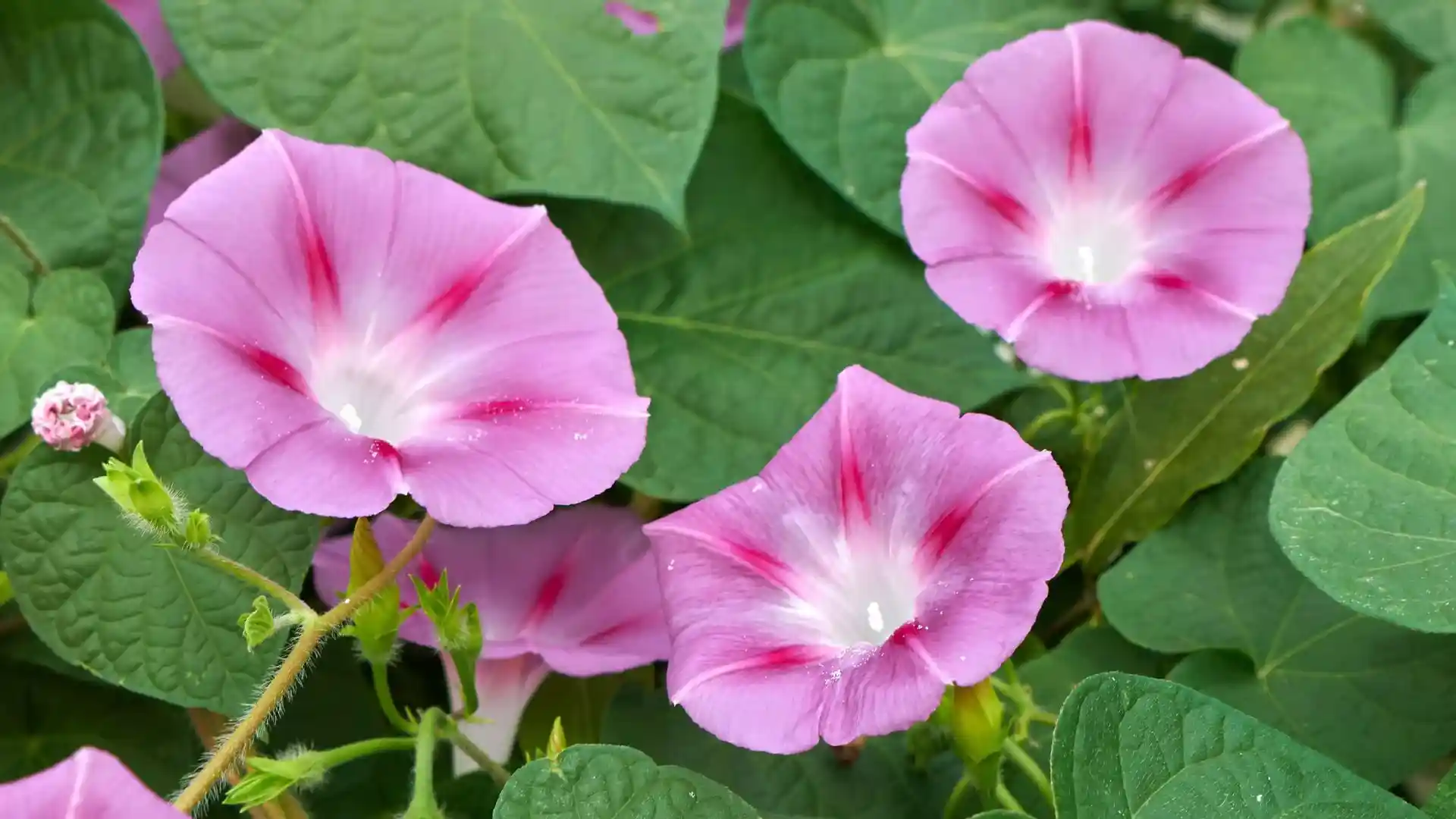 Ιπομέα (Ipomea purpurea)