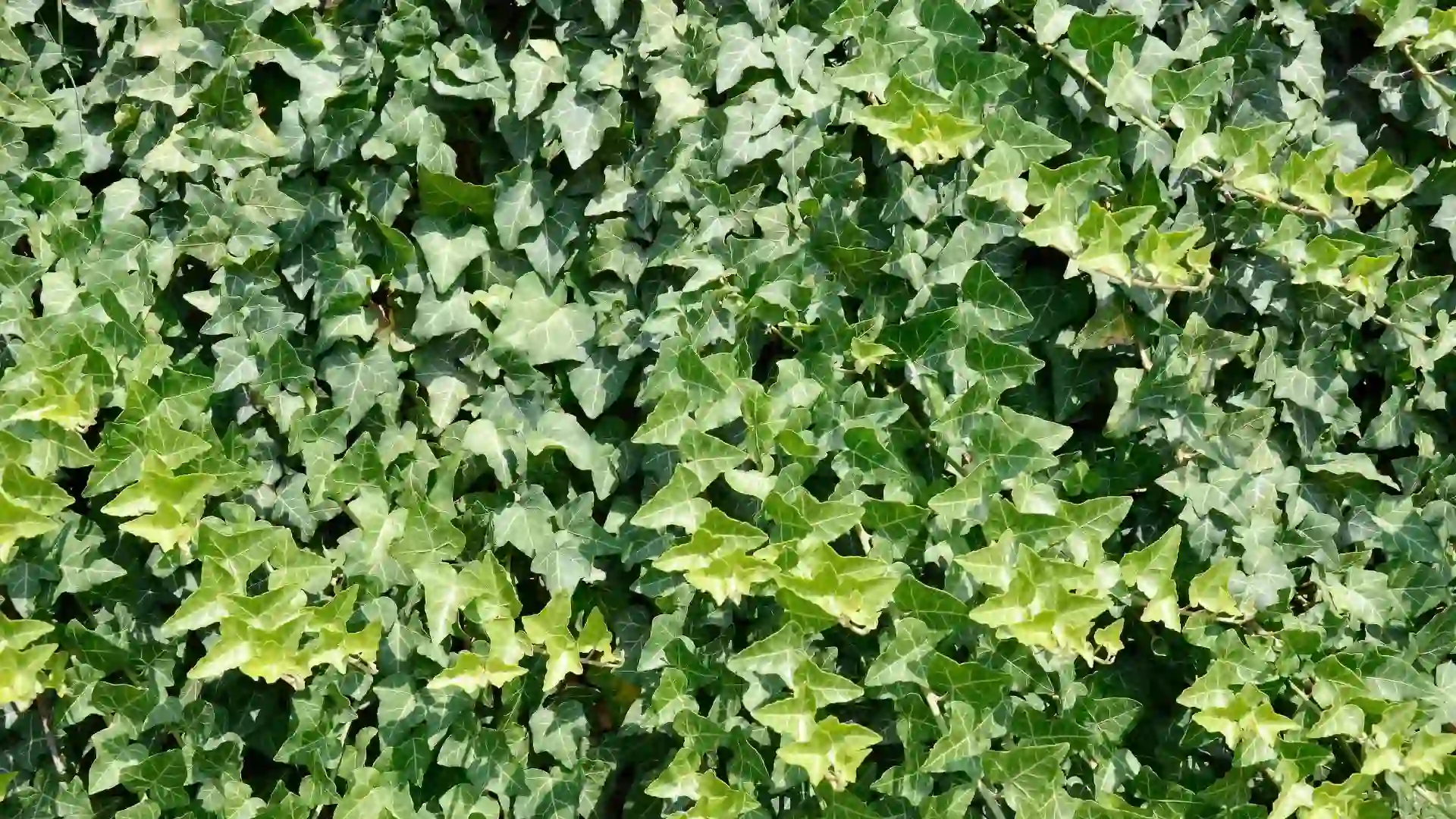 Κισσός (Hedera helix)