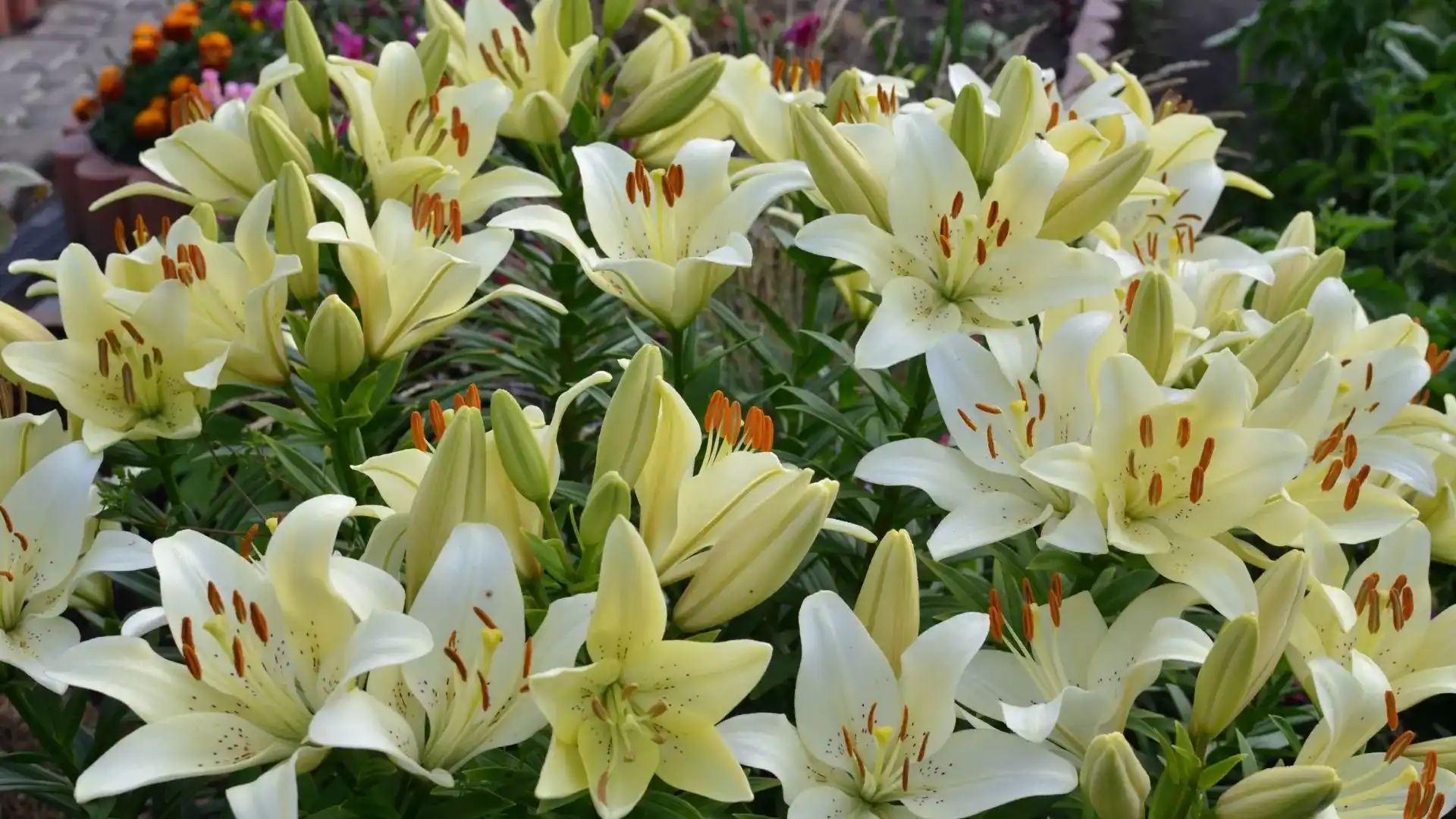 Κρίνοι (Lilium sp.)