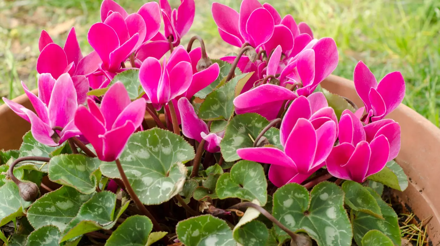 Κυκλάμινο (Cyclamen sp.)
