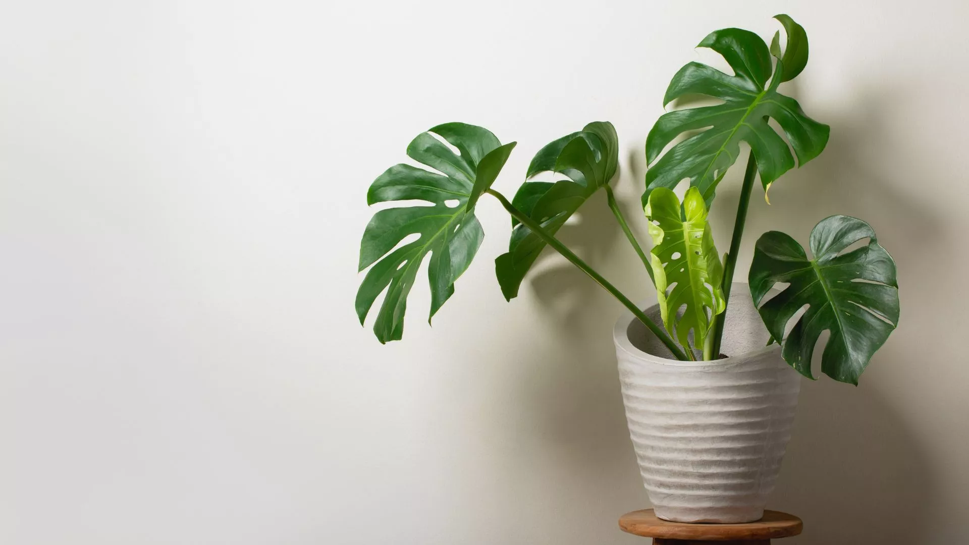 Μονστέρα (Monstera sp.)