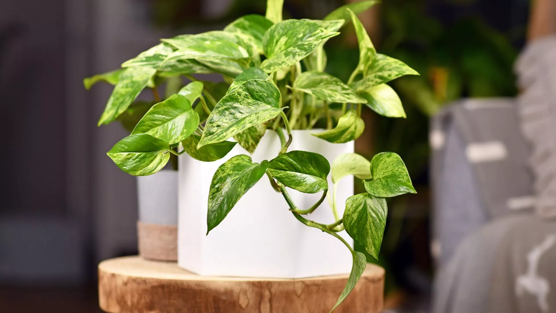 Πόθος (Epipremnum aureum)