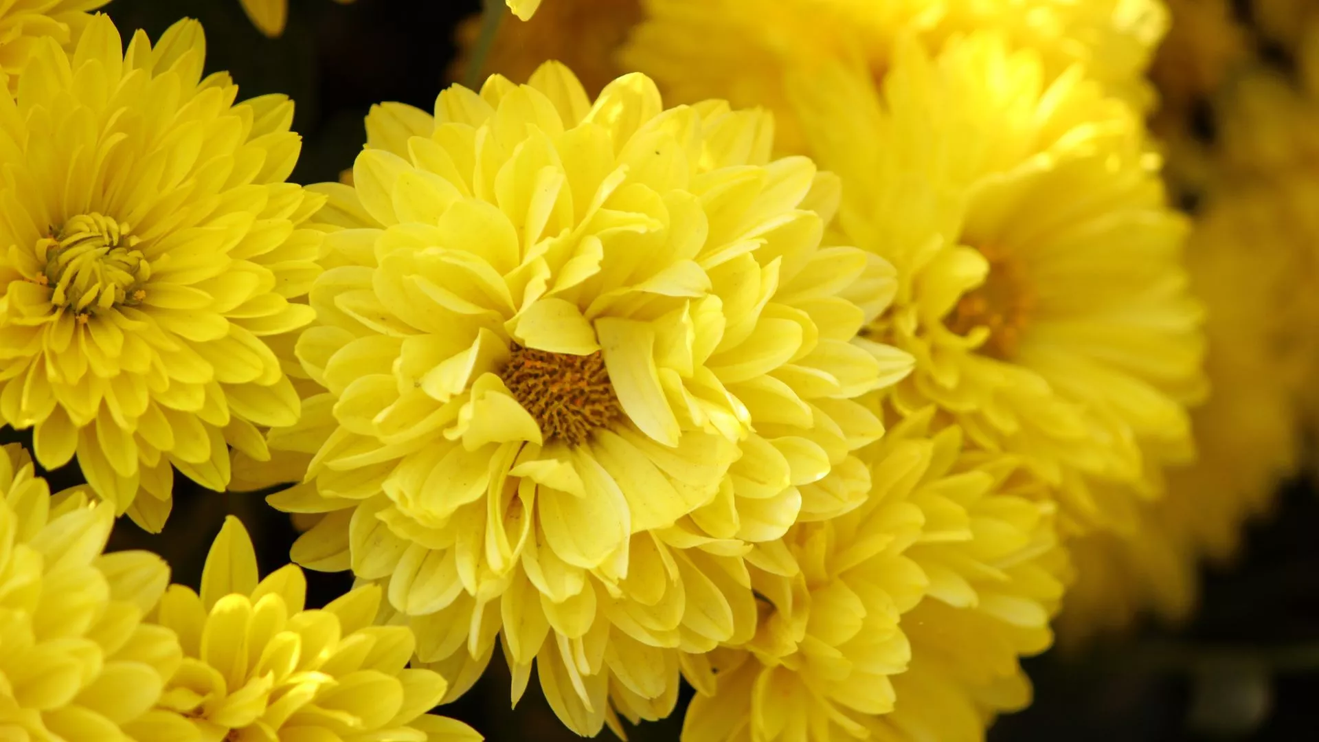 Χρυσάνθεμο (Chrysanthemum sp.)