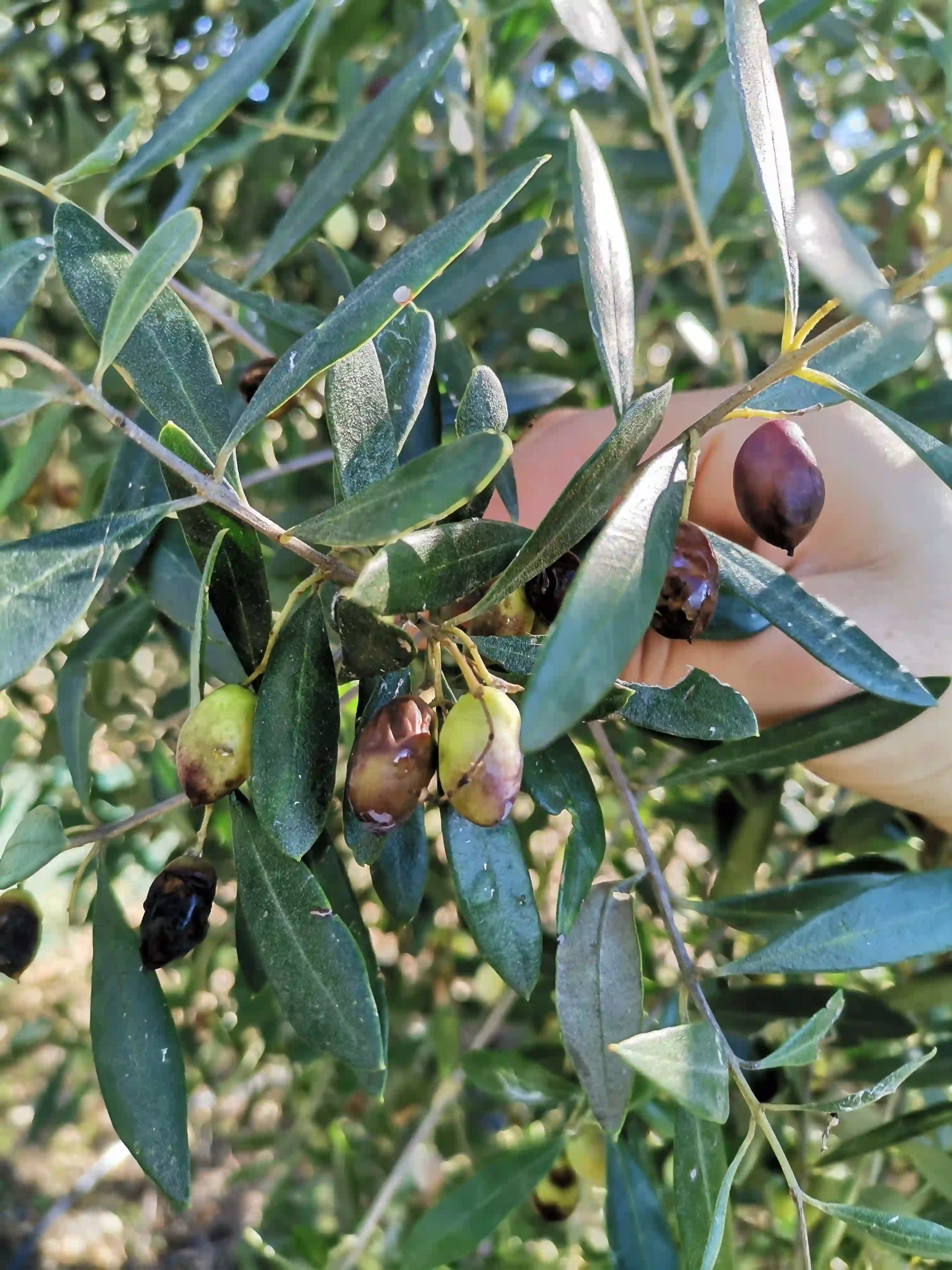 Γλοιοσπόριο στον ελαιόκαρπο