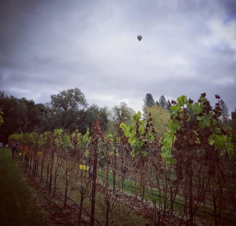 ημέρα τρύγου Sauvignon blanc Late Harvest