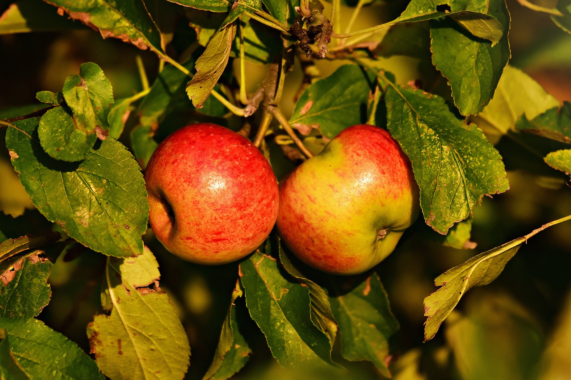 Καρποί μηλιάς