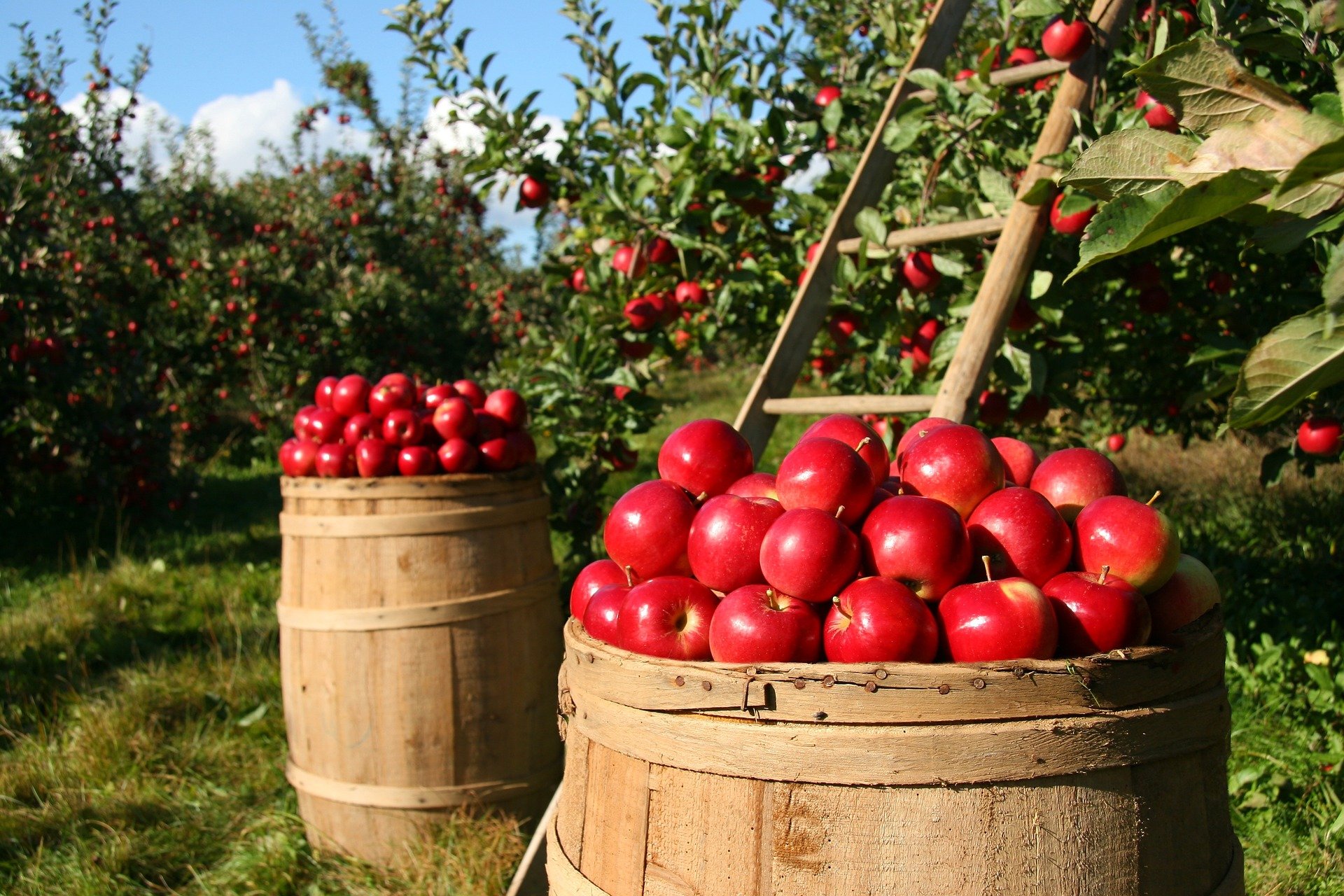 Συντήρηση μήλων