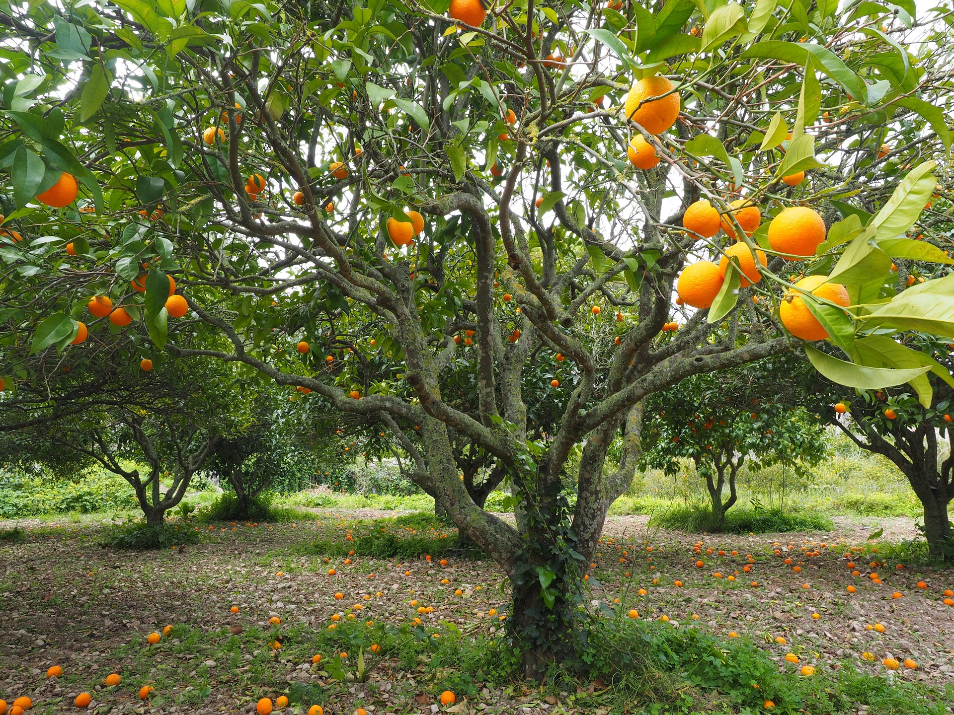 Κλάδεμα πορτοκαλιάς