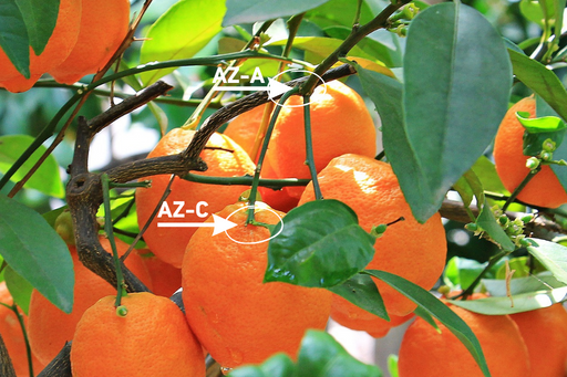 Φυσιολογική καρπόπτωση πορτοκαλιών