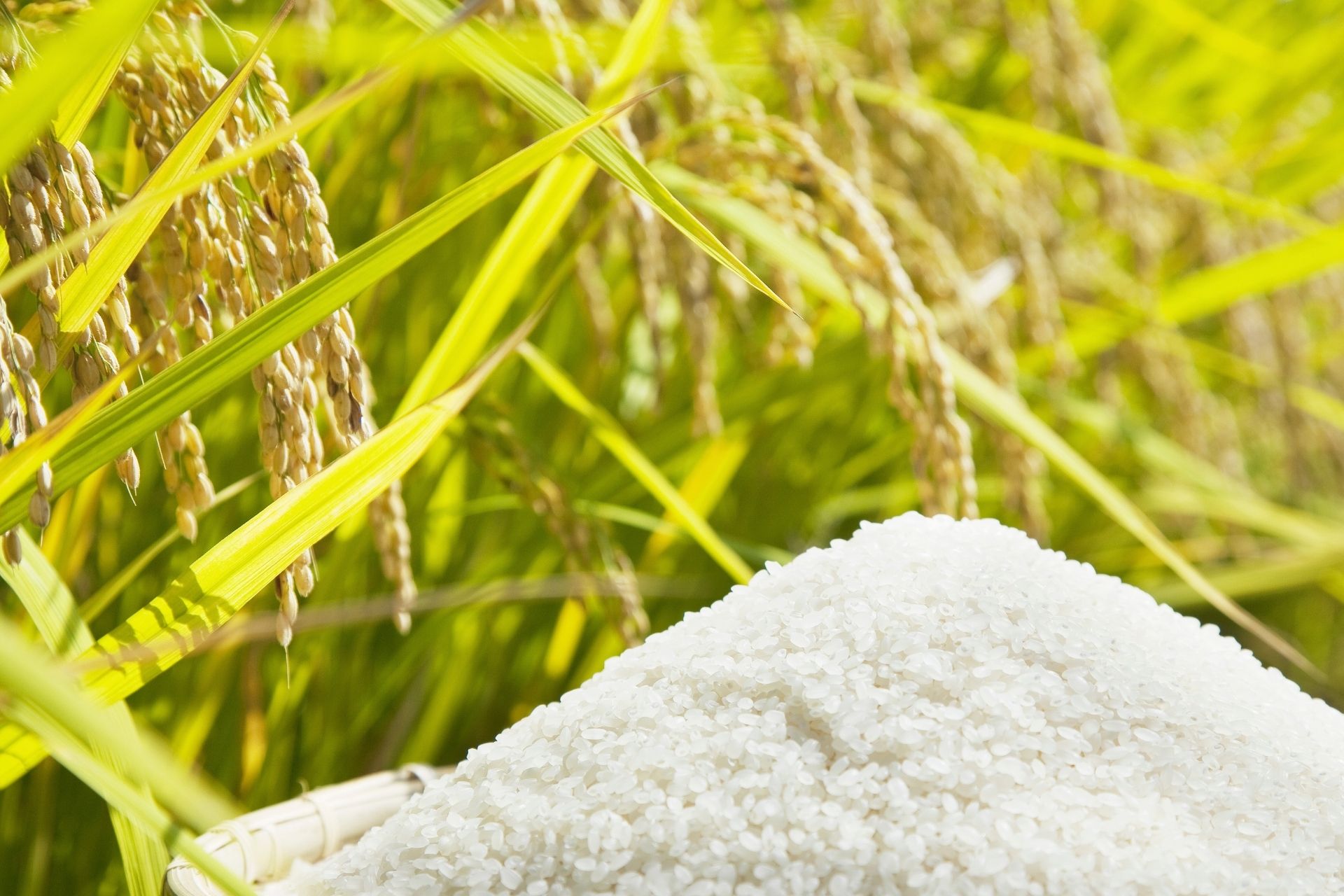 Καλλιέργεια ρυζιού 