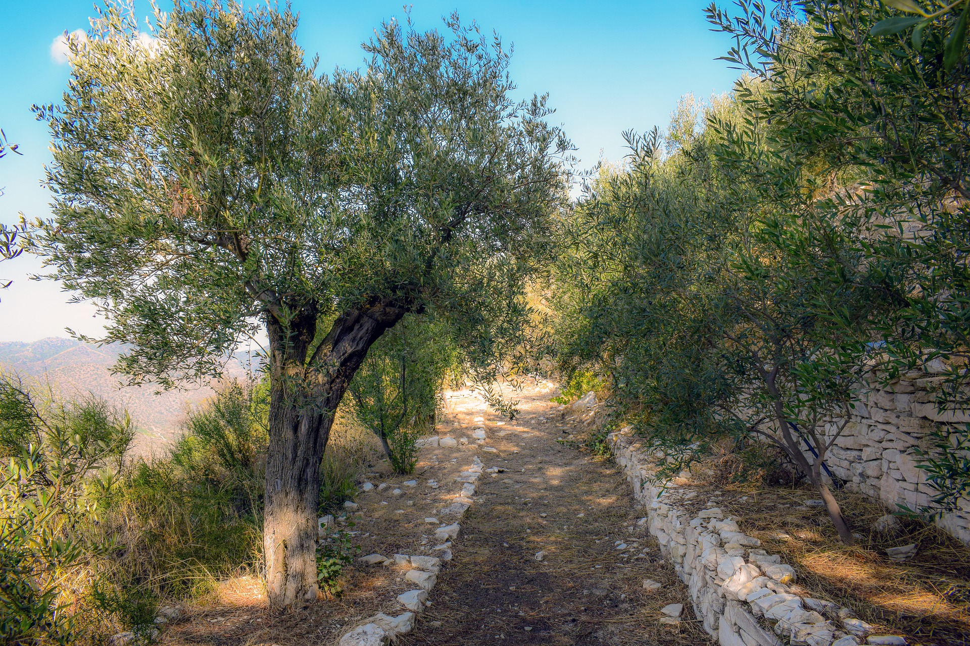 Δέντρα ελιάς