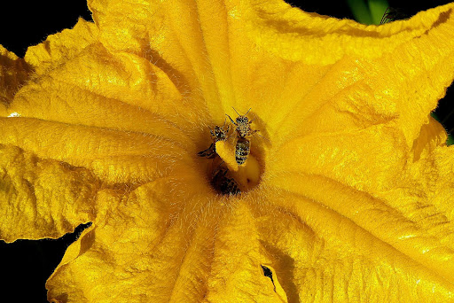 Εποικονίαση του άνθους με τη βοήθεια μελισσών