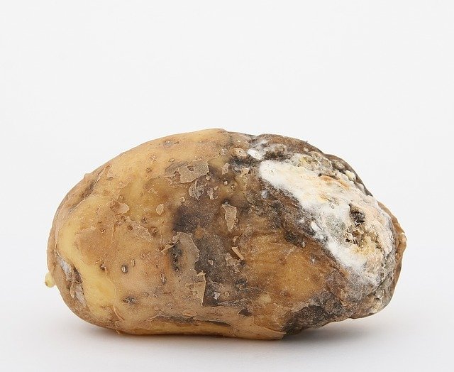 Ασθένεια πατάτας