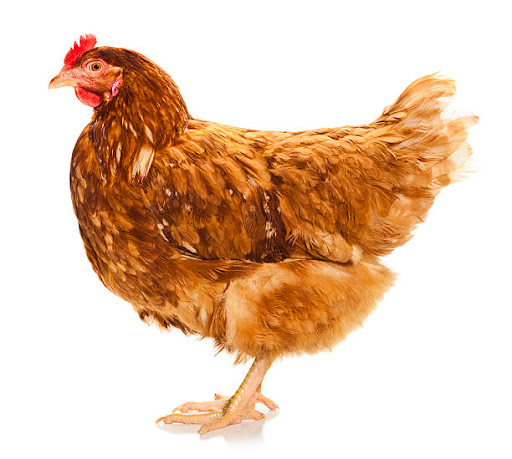 Κότα της φυλής Rhode Island Red