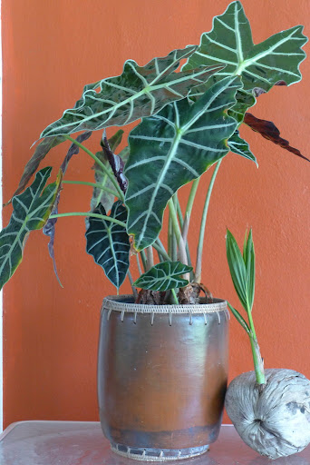 Alocasia Amazonica ''Polly''