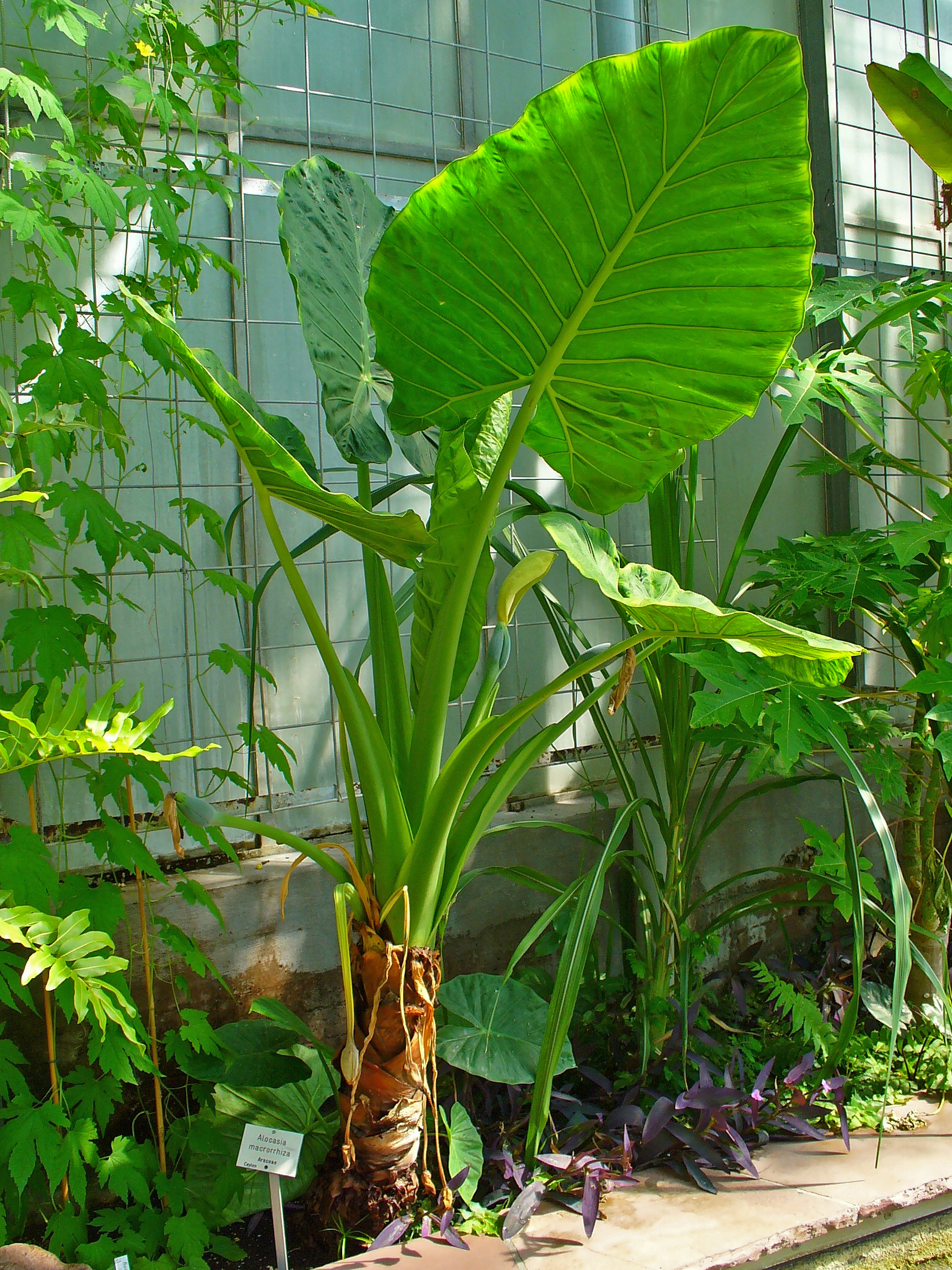 Alocasia macrorrhiza