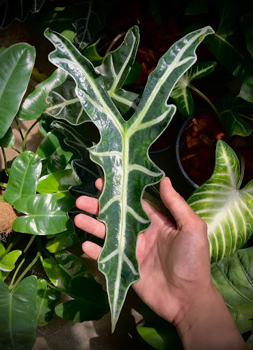 Alocasia sanderiana